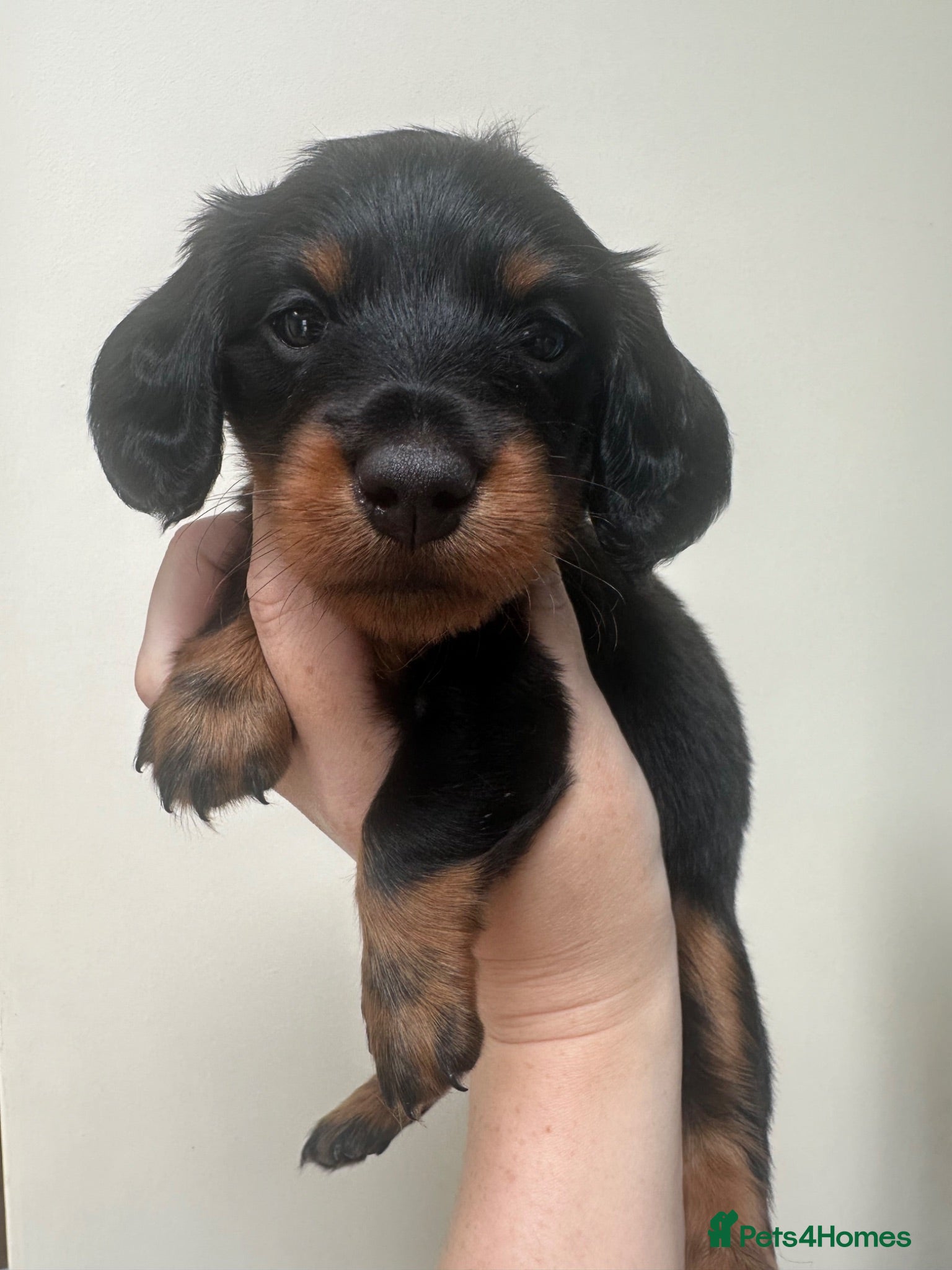 Miniature Dachshund dogs Long haired miniature daschunds  - Advert 2