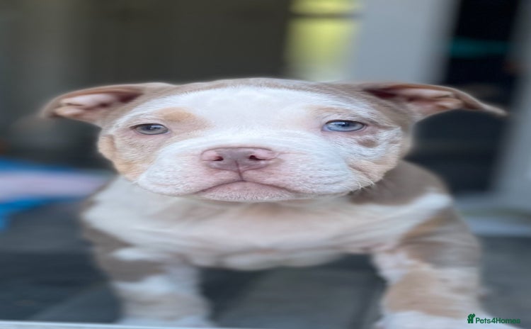 American Bully dogs - Advert 6