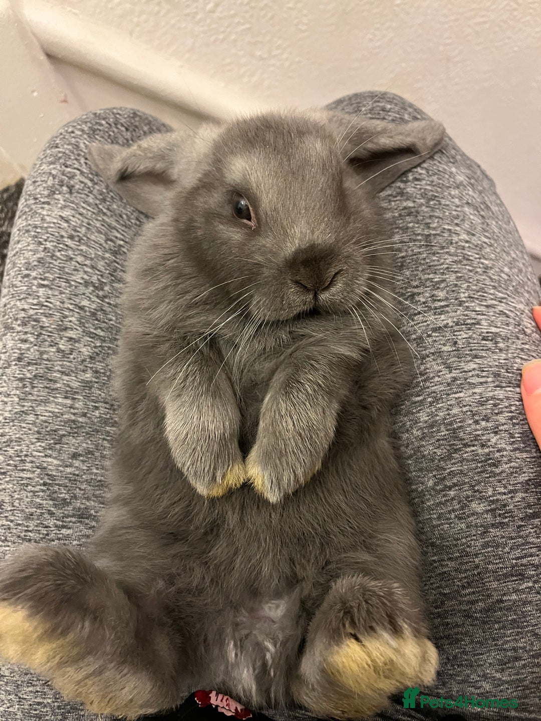 French Lop rabbits for sale: Little bunny’s  - Advert 5