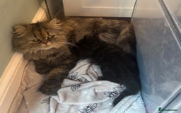Persian cats for sale: Persian Ragdoll Kittens  - Image 6