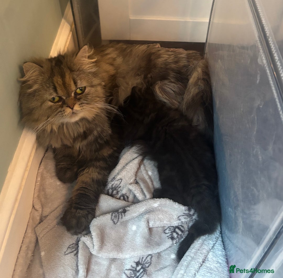 Persian cats for sale: Persian Ragdoll Kittens  - Image 6