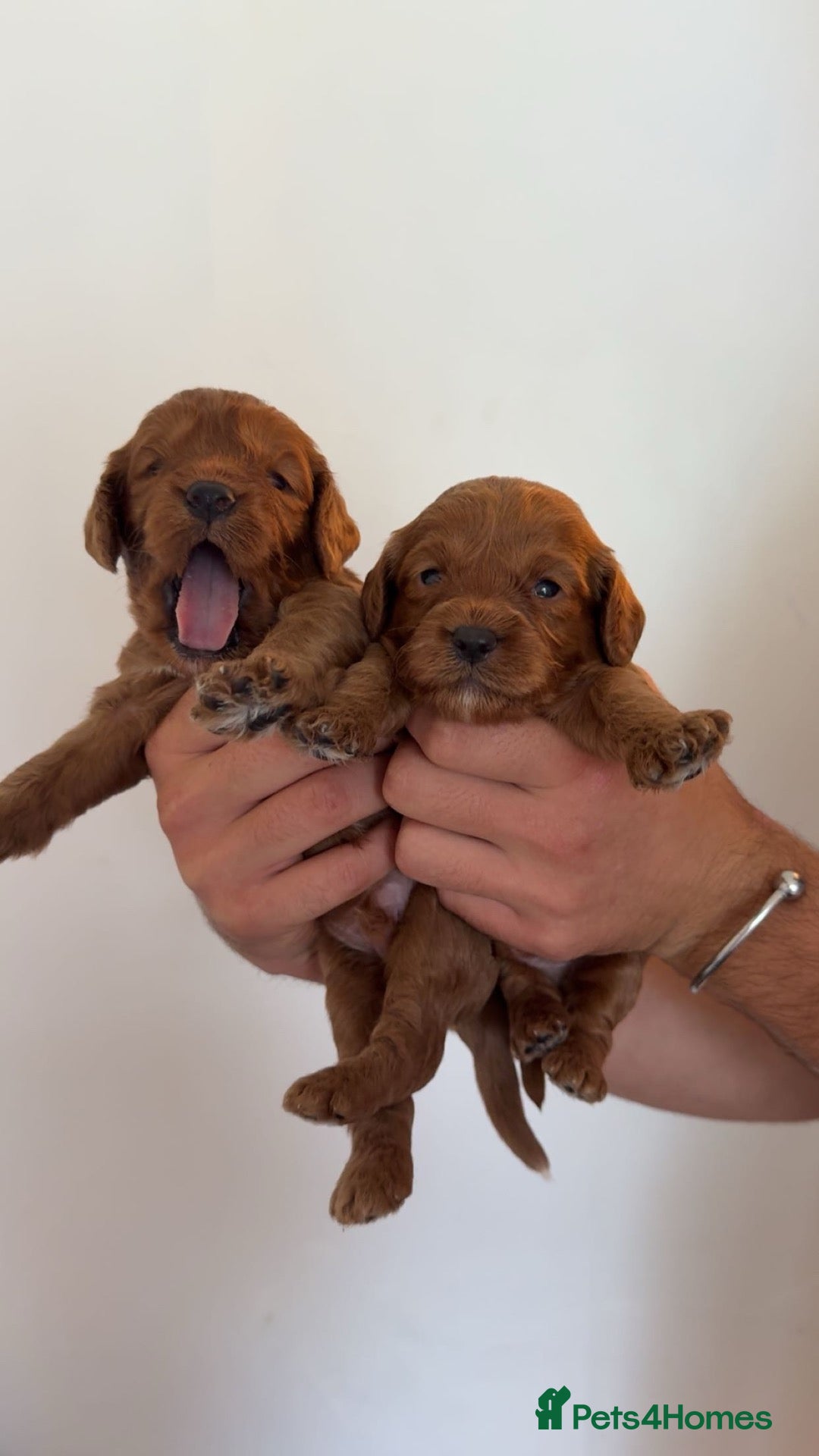Cavapoo dogs Cavapoo pups - Advert 1