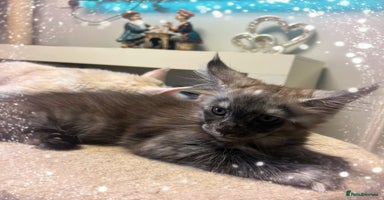 Maine Coon cats - Advert 10