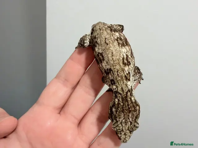 Gecko reptiles NEW CALEDONIAN GIANT GECKO JUNIORS - Advert 2