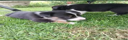 Border Collie dogs for sale: Stunning Collie puppies from working parents in Belper - Advert 9