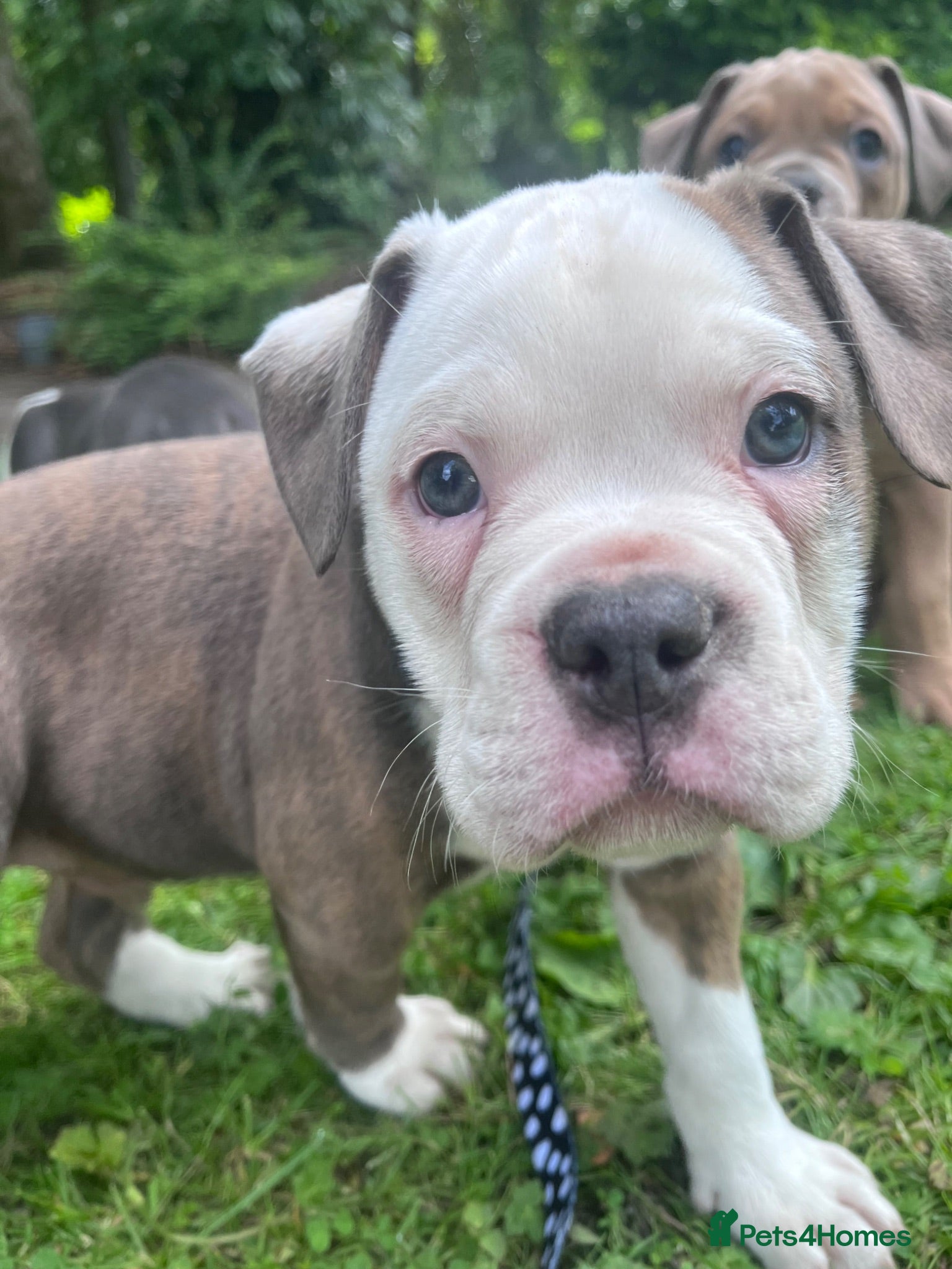 Olde English Bulldogge dogs OLDE ENGLISH BULLDOGGE PUPS, READY TO GO,NEBBR REG - Advert 2