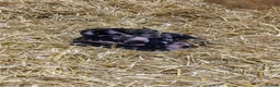 Pig livestock for sale: Miniature piglets-sandy & black/black spot - Advert 2