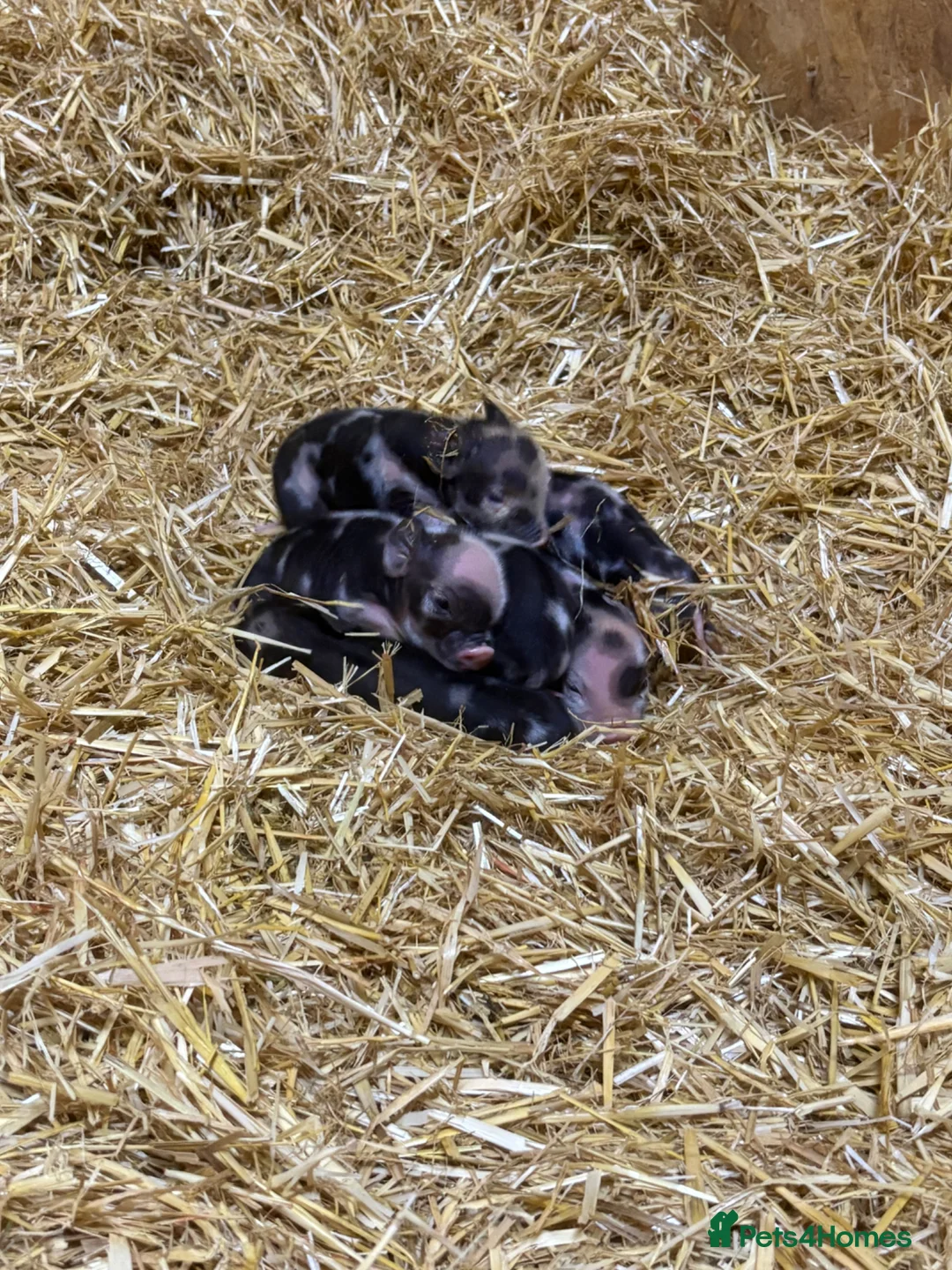 Pig livestock for sale: Miniature piglets-sandy & black/black spot - Advert 2