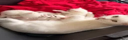 Mixed Breed cats for sale: Beautiful white kittens  - Advert 5