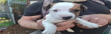 Jack Russell 2