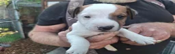 Jack Russell dogs for sale: Traditional Jack Russell Terrier pups - Advert 5