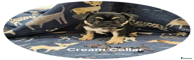 Frug Puppy 2