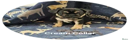 Frug dogs for sale: FRUG puppies looking for loving, forever homes now - Advert 14