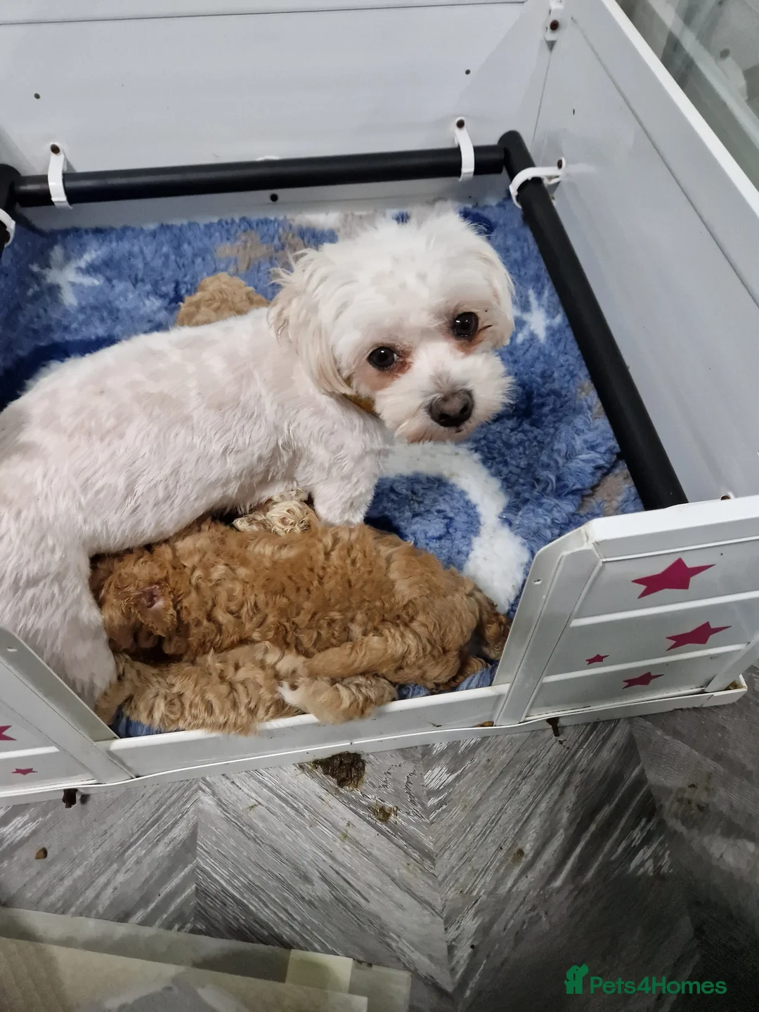 Maltipoo dogs for sale: Absolutely stunning maltipoo puppies  - Advert 1