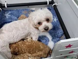 Maltipoo dogs Absolutely stunning maltipoo puppies - Advert 1