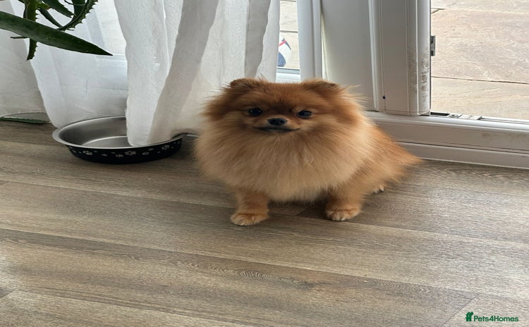 Pomeranian dogs - Advert 2