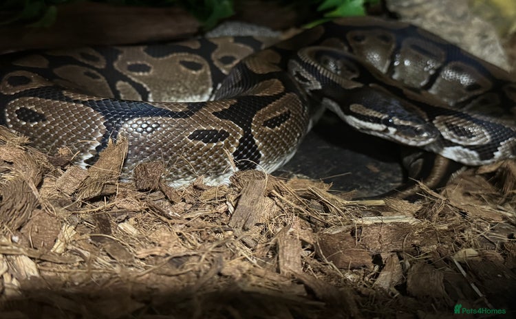 Python Snake reptiles - Advert 14