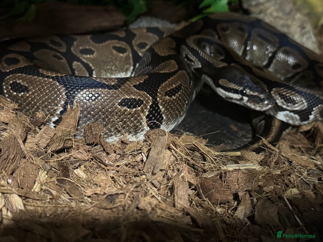 Python Snake reptiles for sale: Male Royal python  - Image 1