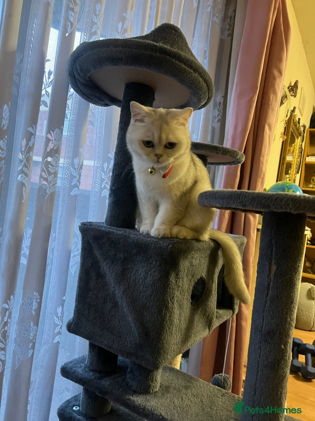 British Shorthair cats for sale: Silver British shorthair cat  in London - Advert 1