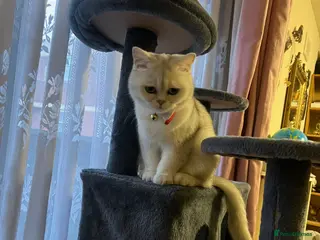 British Shorthair cats Silver British shorthair cat - Advert 1