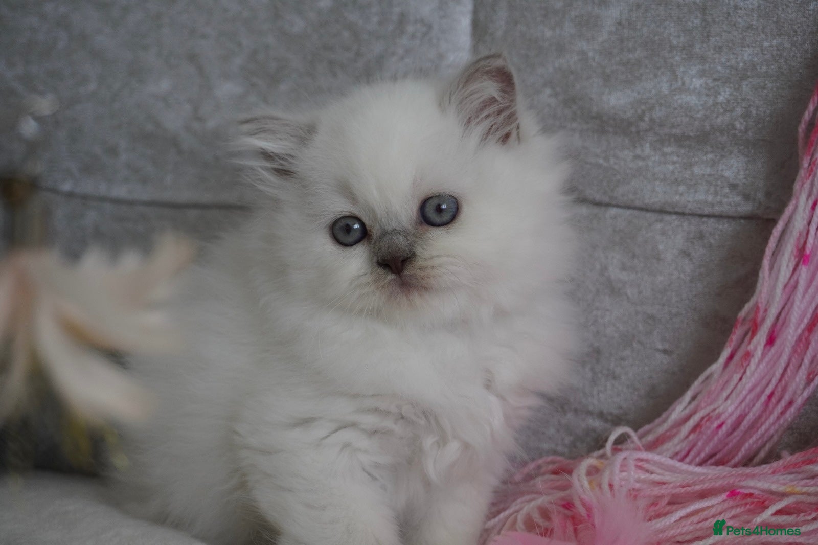 Scottish Fold cats Beautiful kittens - Advert 1