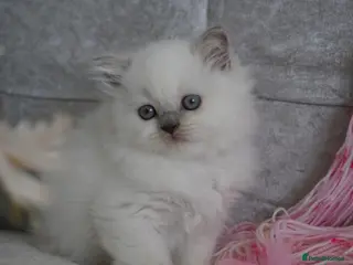 Scottish Fold cats for sale: Beautiful kittens - Advert 2