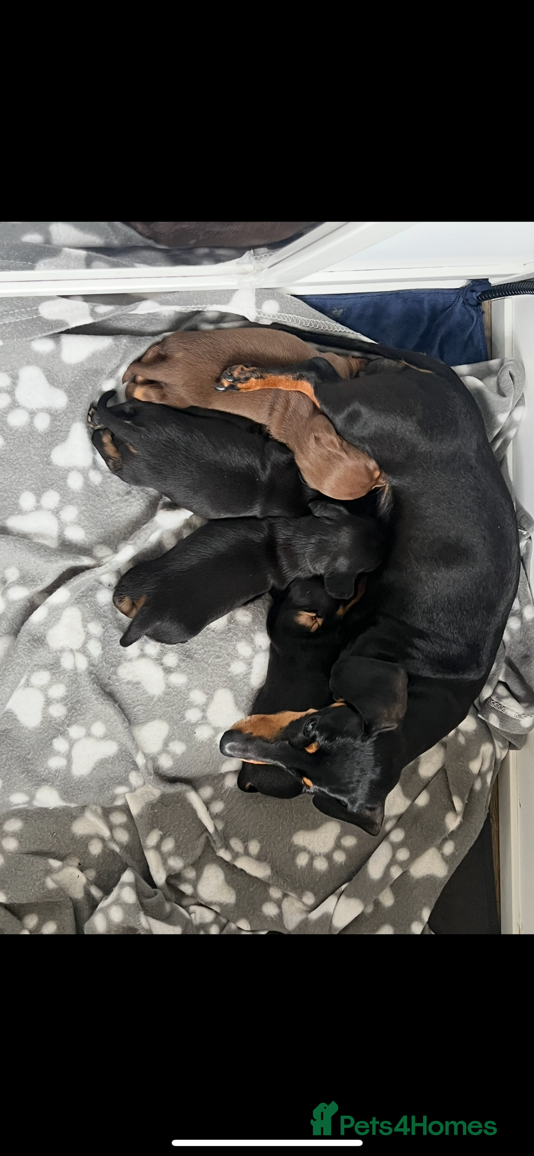 Miniature Dachshund dogs for sale: Beautiful KC registered miniature dachshund  - Image 2
