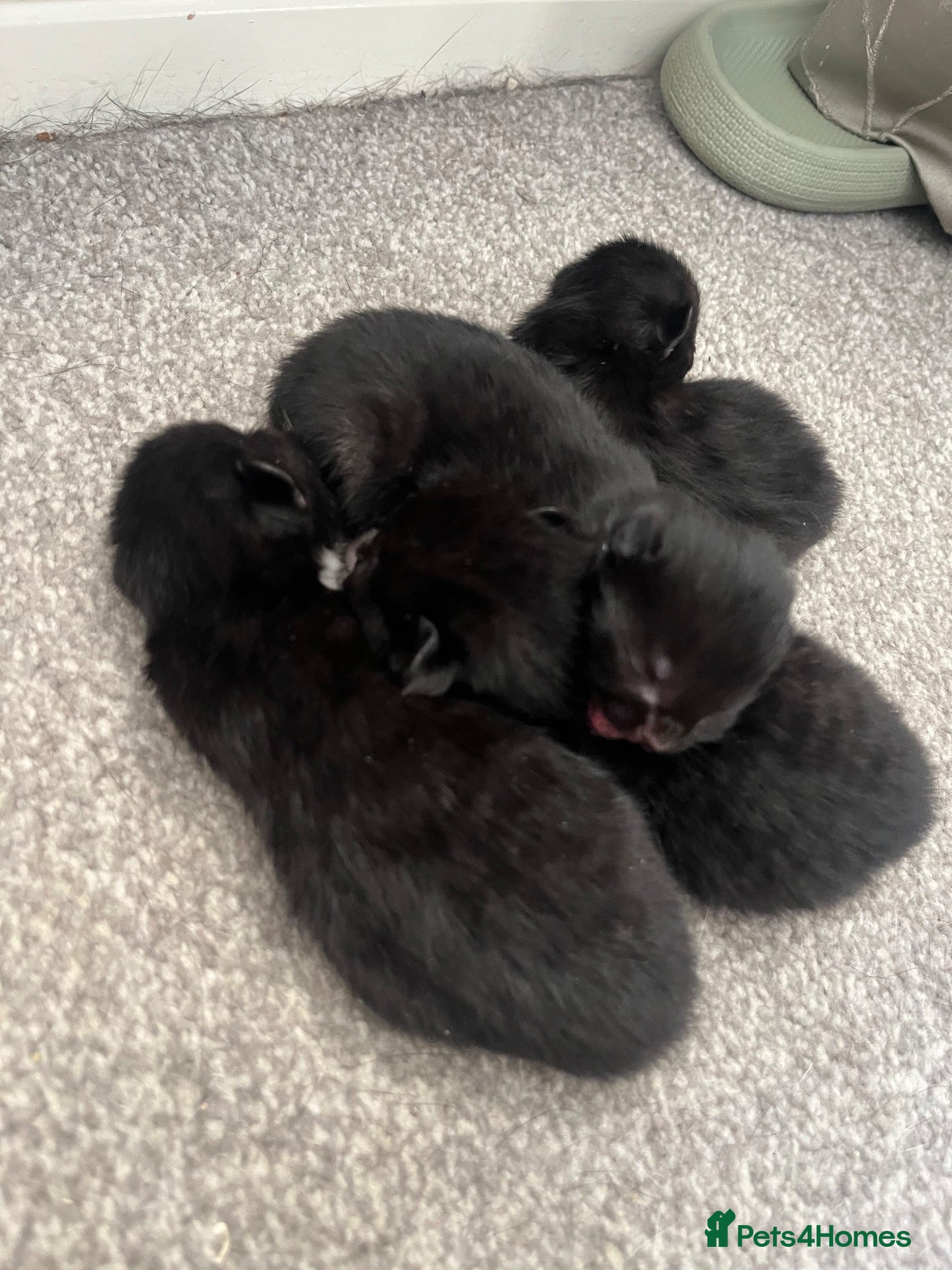 British Shorthair cats 4 kittens looking for forever homes - Advert 1