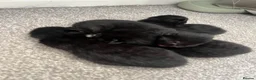 British Shorthair cats for sale: 4 kittens looking for forever homes in Blyth - Advert 1