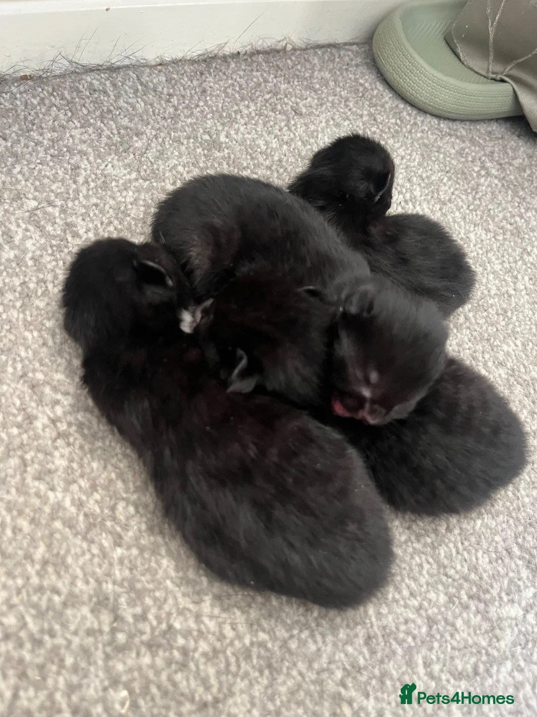 British Shorthair cats for sale: 4 kittens looking for forever homes in Blyth - Advert 1