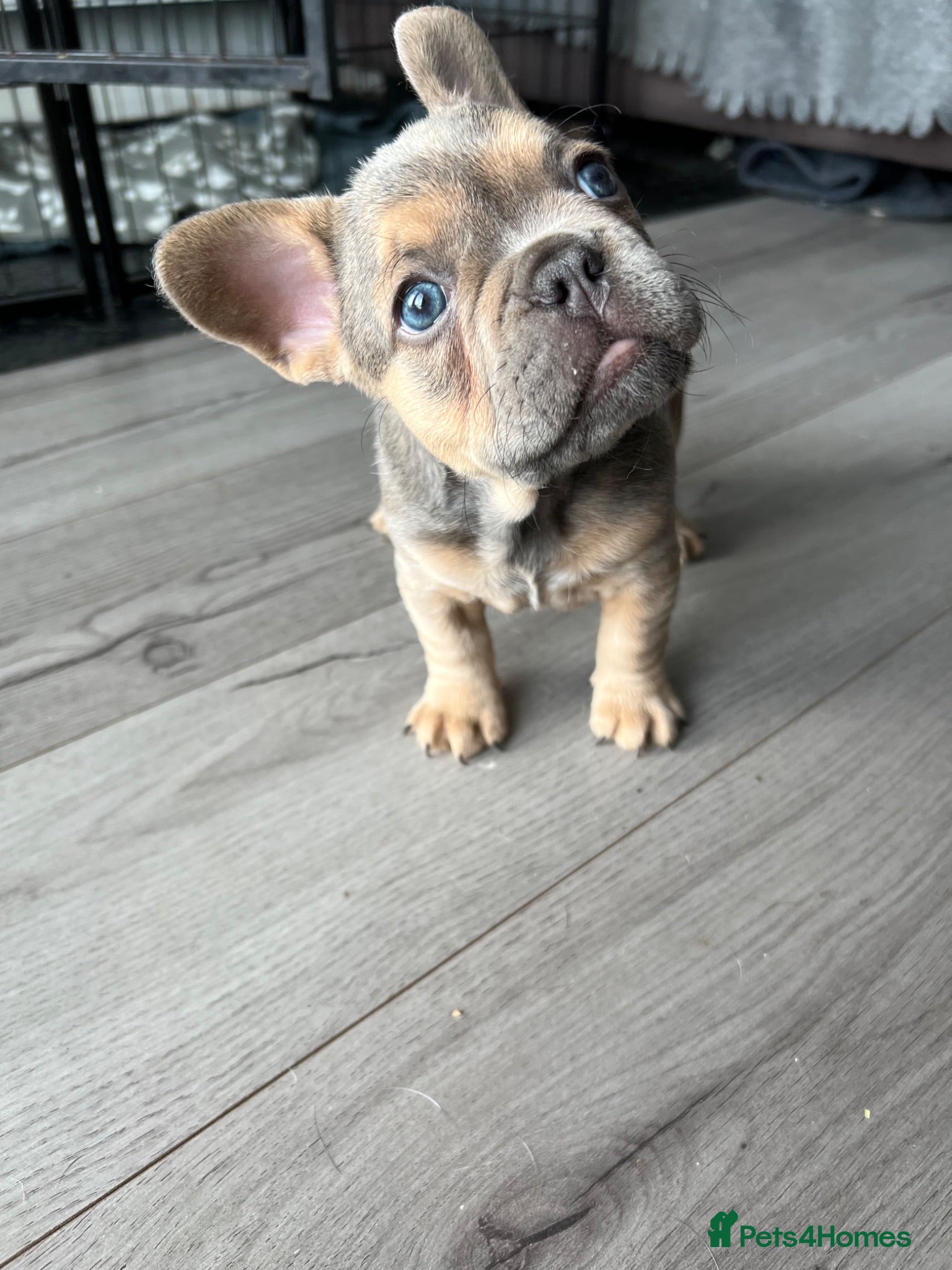 French Bulldog dogs Stunning female French bulldog puppy  - Advert 1