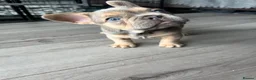 French Bulldog dogs for sale: Stunning female French bulldog puppy  - Advert 1