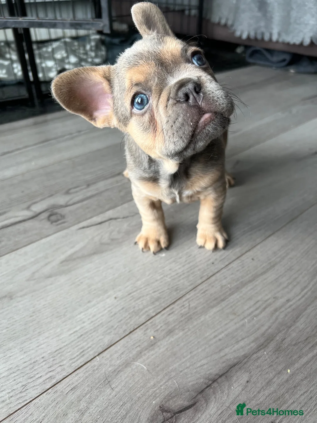 French Bulldog dogs for sale: Stunning female French bulldog puppy  - Advert 1