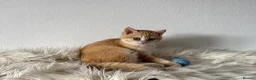 British Shorthair cats for sale: TICA Beautiful British Shorthair Kittens - Advert 2