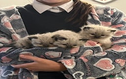 Ragdoll cats for sale: Beautiful, fluffy seal point ragdoll babies - Advert 15