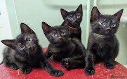 Russian Blue cats for sale: Russian blue mix - Image 7