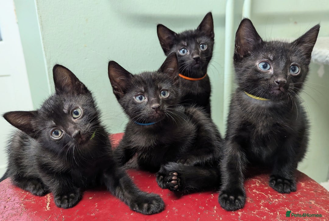 Russian Blue cats for sale: Russian blue mix - Image 7