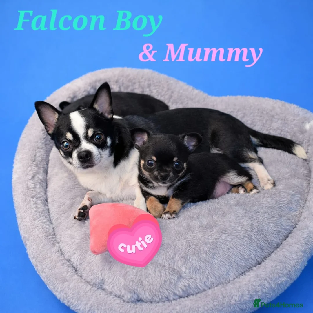 Chihuahua dogs for sale: 6 weeks old boys Chocolate Chihuahuas   - Advert 7