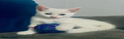 Khao Manee cats for sale: Beautiful Khao manee kitten - Advert 6