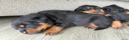 Rottweiler dogs for sale: Beautiful German bloodline Rottweiler puppies - Advert 2