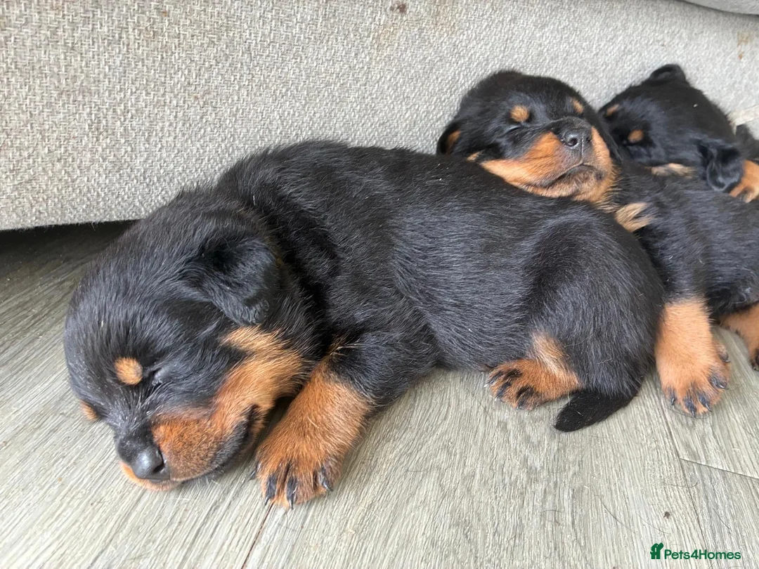 Rottweiler dogs for sale: Beautiful German bloodline Rottweiler puppies - Advert 2