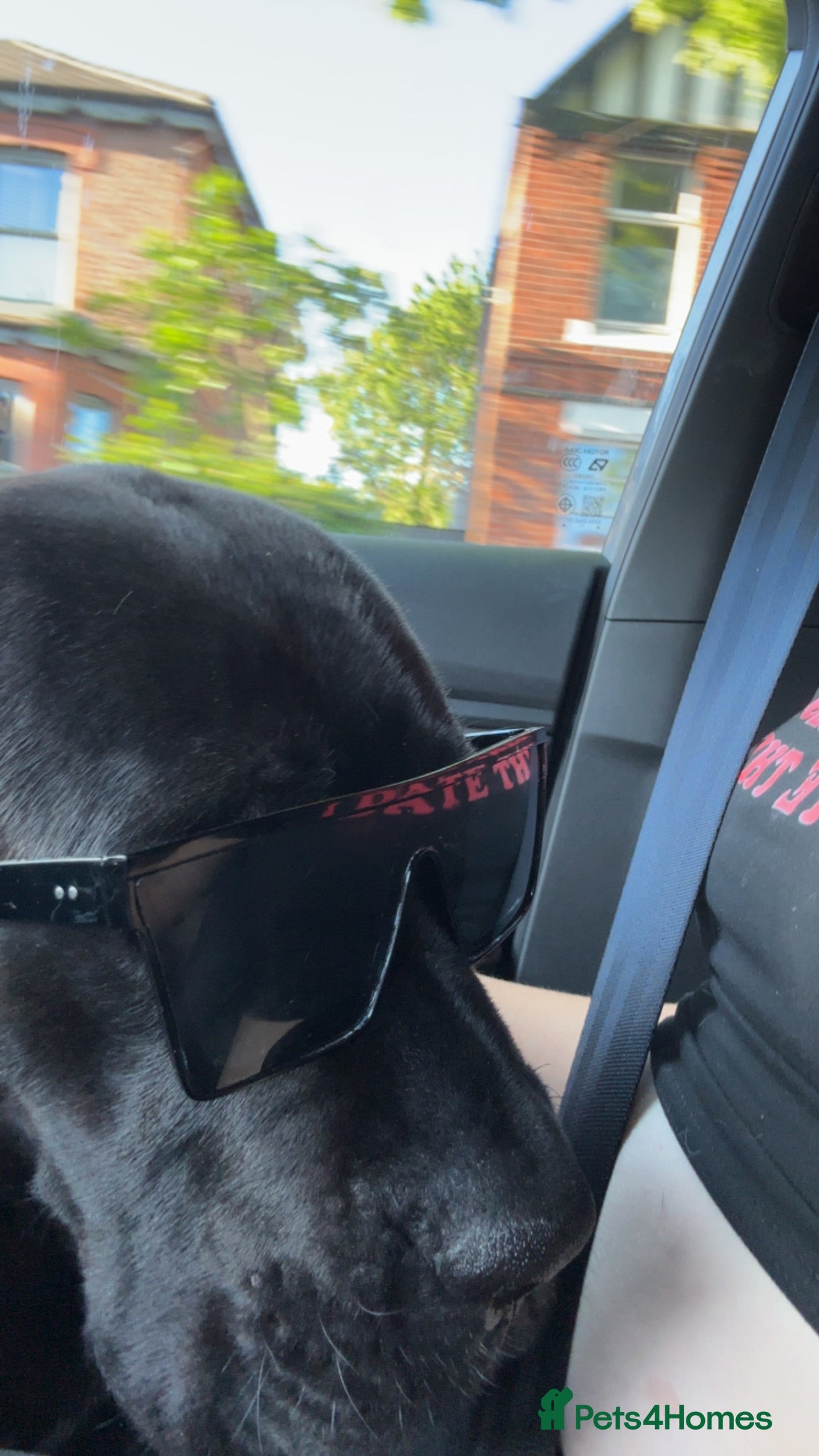 Cane Corso dogs Cane Corso  - Advert 14