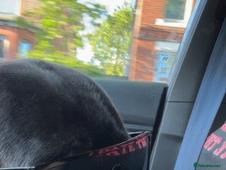 Cane Corso dogs Cane Corso - Advert 1