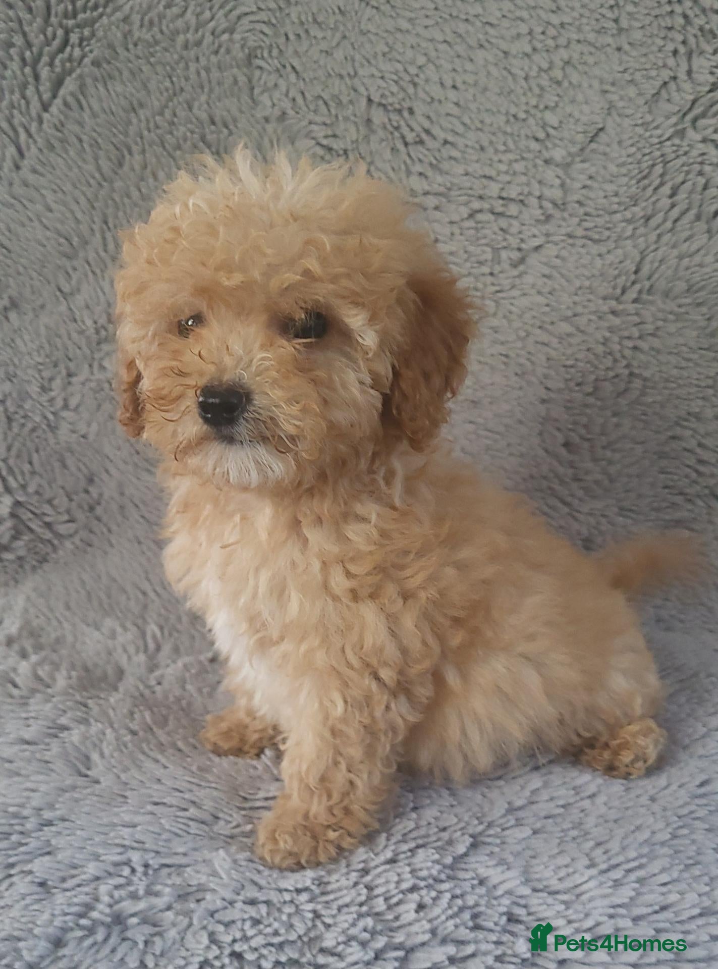 Cavapoo dogs Cavapoo puppies 5🌟 licence breeder  - Advert 1