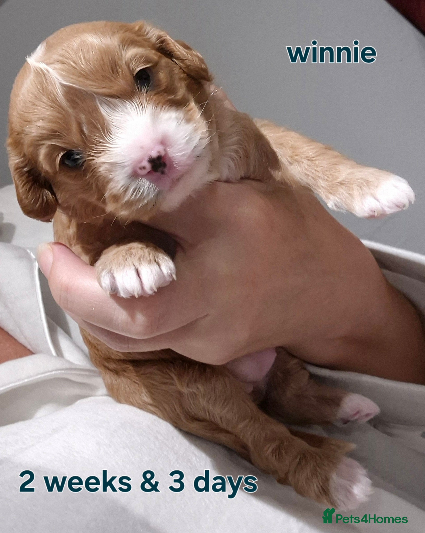 Cavapoochon dogs 2 pretty girls available  - Advert 3