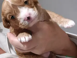 Cavapoochon dogs 2 pretty girls available - Advert 3