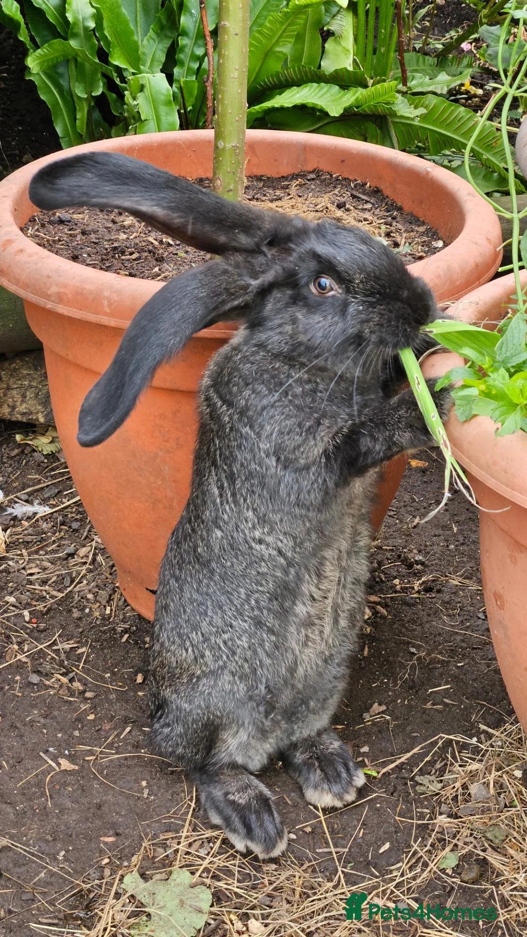 Continental Giant rabbits for sale: Giant bloodline in Bristol - Advert 2