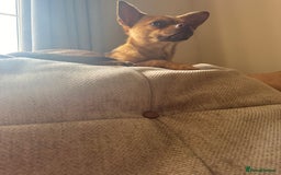 Mixed Breed dogs for sale: Chihuahua cross French bulldog  - Image 7