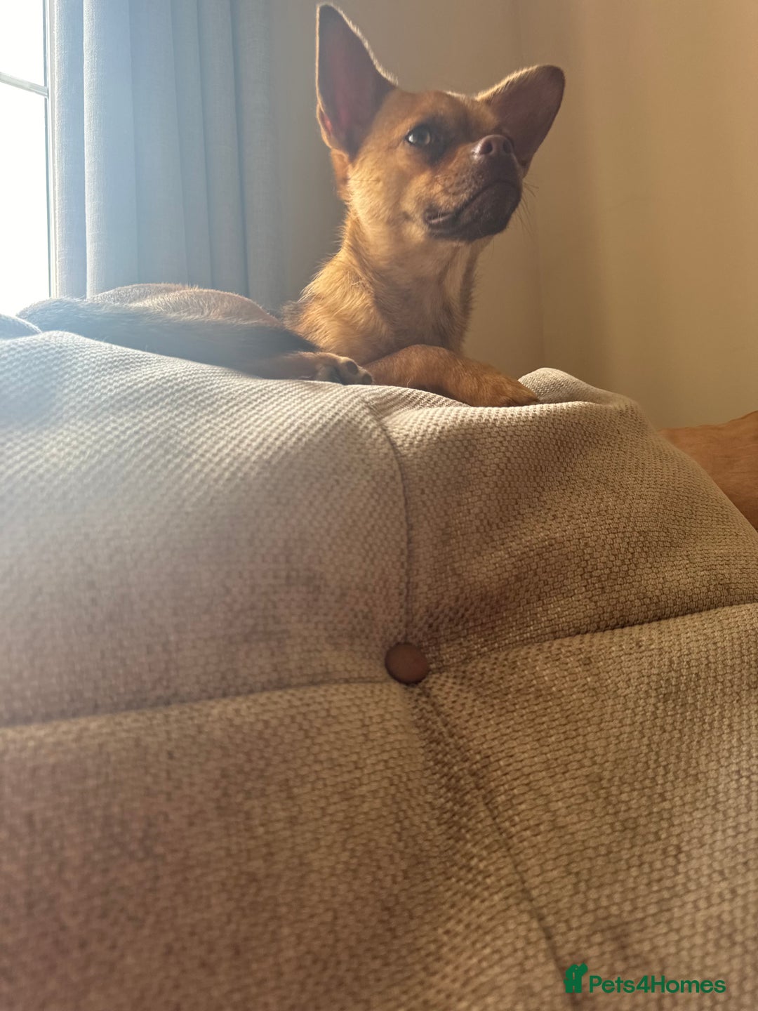 Mixed Breed dogs for sale: Chihuahua cross French bulldog  - Image 7