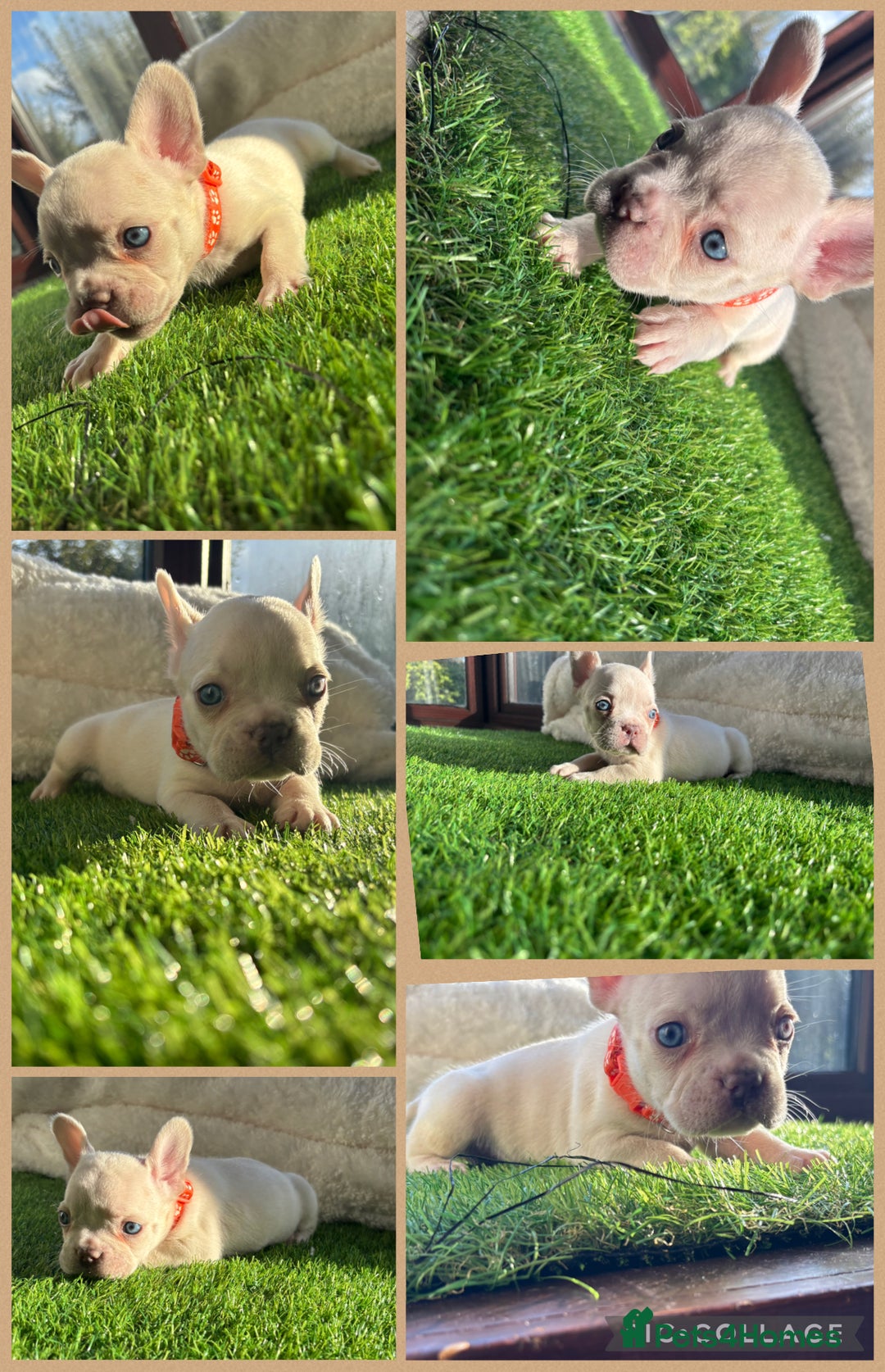 French Bulldog dogs for sale: 8 stunning french bull dogs  - Image 3